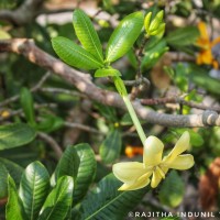 Gardenia fosbergii Tirveng.